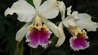 Орхидейно - каттлейные страсти... Мечты сбываются. Cattleya triumphans, cattleya rex..Ураааа!!!