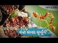 ବଣ କାଈ କୂର୍କୁଟି ଆଦିବାସୀ ଗୀତ bana kai kurkuti adiwasi song bathudi_raija_official