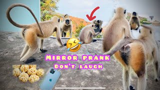 Mirror Prank for Monkey Hilarious Reaction | Monkey mirror prank very funny video try not to laugh