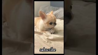 Cute Angry puppy barking #dog #shorts#puppyangry #puppydog