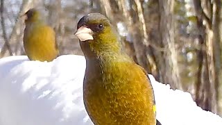 初じわじわ！挙動が怪しすぎるカワラヒワ笑（八ヶ岳本日のかわいいお客さま速報2022/01/02-03)