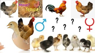 How To Identify Male \u0026 Female Chicken |കോഴി കുഞ്ഞുങ്ങളിൽ പൂവനും പിടയും എങ്ങനെ തിരിച്ചറിയാം|