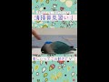 清掃員見習い？【オカメインコとボタンインコ】楽しいってこの動き shorts