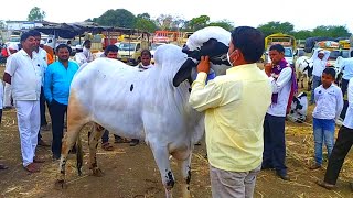 हाळी बैल बाजारात आलेला देवनी वळू