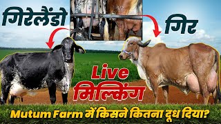 Girolando और Gir गाय की Live मिल्किंग 👍 Mutum Farm Brazil में किसने कितना दूध दिया? Mati India