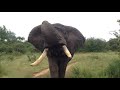 huge tusker elephant a gentle giant