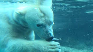 水中でパクッ♪もっふもふホッキョクグマのクッキー【愛知県 豊橋のんほいパーク】