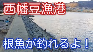 【愛知釣り】西幡豆漁港の釣り場ポイント紹介！タケノコメバルが釣れるよ！【西尾市】