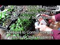 How to Use Hydrogen Peroxide on Seed Starts to Control Fungus,  Insects & Other Problems: Recipes!