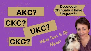 Does Your Chihuahua Need AKC, CKC, UKC Registration Papers?