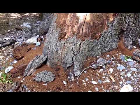 Carpenter Ant Queen Hunt Carpenter Ant Queen Hunt