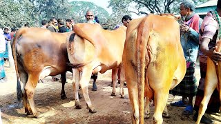 বিখ্যাত গরুর হাট থেকে, সুন্দর গাভিন গরুর বাজার দেখুন || ধাপের গরুর হাট বাজার ২০২৫ | gorur hat | gavi