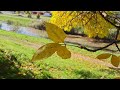 short walk around bratislava autumn beauty flowers city tour slovakia