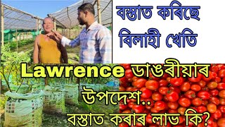 Tomato farming in assam | বস্তাত কৰিছে বিলাহী খেতি