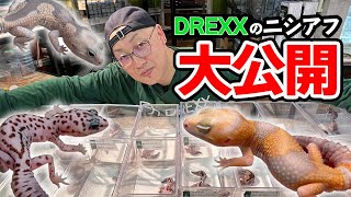 新入荷直前！今いるニシアフを一挙紹介！【DREXX｜ニシアフリカトカゲモドキ】