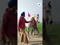 @punjab_nasal_horses99 majuke marwari nukra horseriding horse punjab_nasal_horses trending