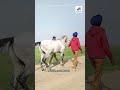 @punjab_nasal_horses99 majuke marwari nukra horseriding horse punjab_nasal_horses trending