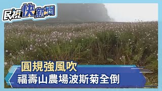 圓規強風吹 福壽山農場波斯菊倒光－民視新聞