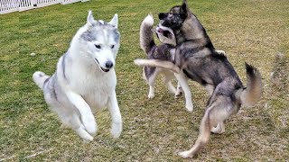 My Huskies Have the ZOOMIES!