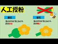 【ズッキーニの育て方】農業初心者にもオススメの作物！直売所に出荷される方にもオススメの動画です！