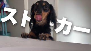 【犬のストーカー被害!?】２０代のママによる困りごとが・・・【チワポメ/カニンヘンダックス】