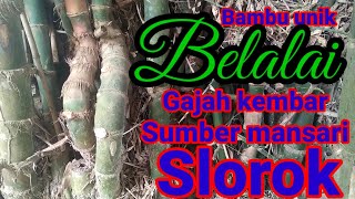 Mbolang bambu unik untuk bonsai@sakpri #bambuunikbelalaigajah