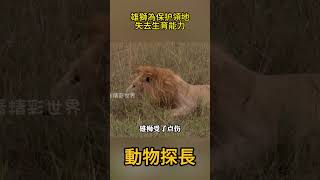 雄獅為保护領地，失去生育能力 #動物世界 #獅子