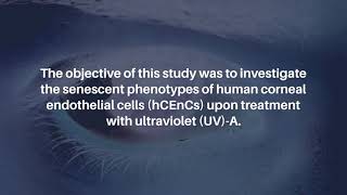 Senescent Characteristics of Corneal Cells Upon UV-A Exposure | Aging-US