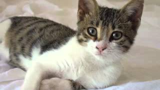 Aegean Cat | Pictures Of Cat Breed