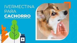 Saiba para que serve a Ivermectina para cachorro