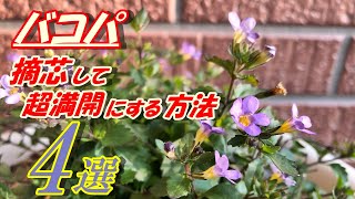 【花】バコパの育て方・摘芯