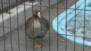 カナダガン と モモイロペリカン (おびひろ動物園) 2019年7月6日