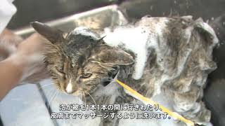 動物病院併設トリミングサロンのトリマーによる「愛猫のシャンプー動画（長毛猫）」