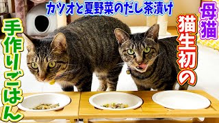 母猫猫生初の手作りご飯！カツオと夏野菜のだし茶漬け♪気に入ってくれるかな？