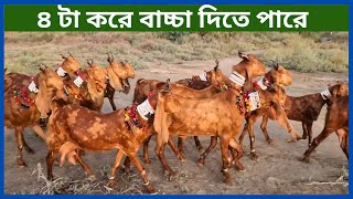 উন্নত জাঁতের ছাগল পালনের গোপন রহস্য | চার টা করে বাচ্চা দিতে পারে - গোলাপি টাপরি