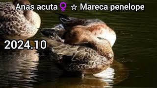 Northern pintail (Pintail) - female, Eurasian wigeon (European wigeon) - male | Ducks in the park