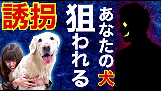 【誘拐】犬の連れ去り事例！増加傾向！？大型犬、英国ゴールデンレトリバーのアース、ダルメシアンのマヒナ、保護犬のプラウ※オマケあり