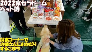 2022ペット王国で食べておねだりして遊んで大満喫したラブラドールレトリバー【こまちの日常動画】