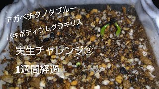 アガベ チタノタブルー実生③ パキポディウムグラキリス実生③種まきから 1週間経過。