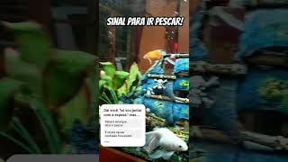 Qual seria a sua opinião? Responde a enquete aí! #youtubeshorts #youtubevideos #humor #fish #fishing