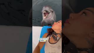 Dolphin Says Mama Contentbible