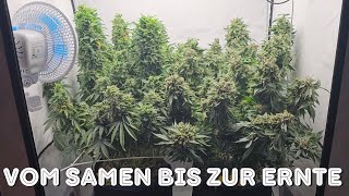VOM SAMEN BIS ZUR ERNTE! / XXL ERTRAG / Cannabis anbauen