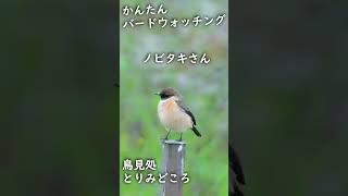 ノビタキは超かわいい #Shorts #ノビタキオス #秋の野鳥 #10月の野鳥