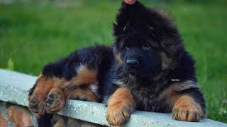 जबरदस्त क्वालिटी Long coat KCI registered puppies sale | import bloodline German Shepherd puppy sale