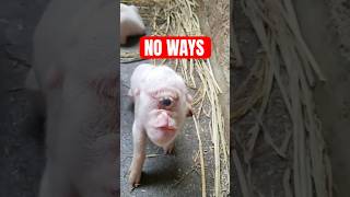5 Animals Doing The Impossible On Camera