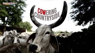 Cowering countryside: The effect of cow vigilantism in India's agriculture sector