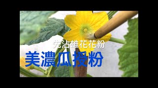 【休閒小菜園】美濃瓜授粉、套網、選留瓜、追肥，豇豆追肥。