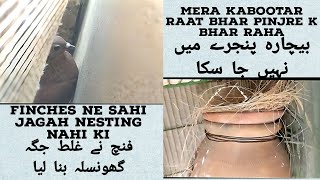 Kabootar raat bhar yahan tha 😔 | فنچ نے گھونسلہ دیکھیں کہاں بنایا ہے #petsvlog #kabootar