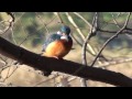 20130224公園のカワセミ2