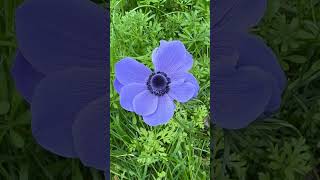 BLUE POPPY- vibrant  POP of colour #wildflowers